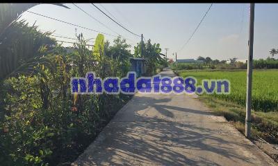 961.9m2 Đất Lúa Nhị Thành , Thủ Thừa 