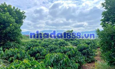 Cần Bán Đất Ven Đà Lạt 308m² Có 268m² Thổ Cư View Núi Đẹp Mặt Tiền 10m
